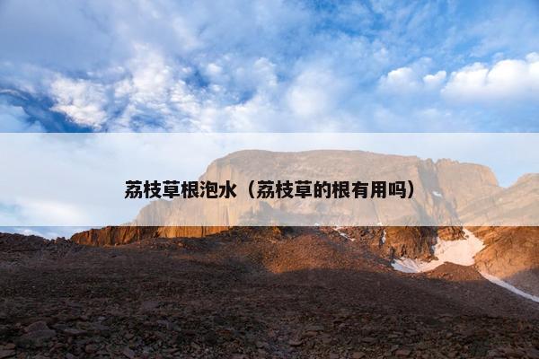 荔枝草根泡水（荔枝草的根有用吗）