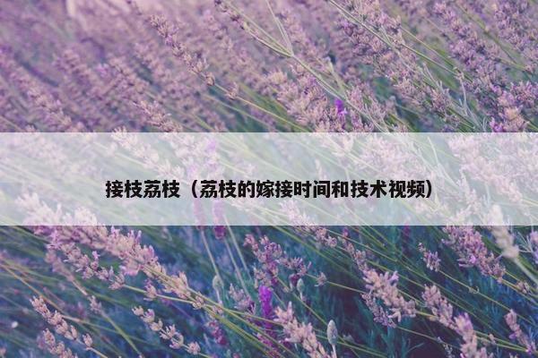 接枝荔枝（荔枝的嫁接时间和技术视频）