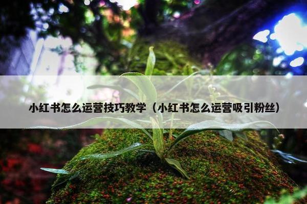 小红书怎么运营技巧教学（小红书怎么运营吸引粉丝）
