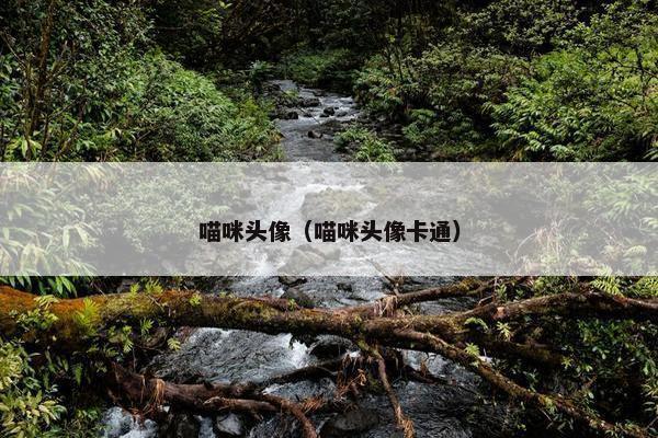 喵咪头像（喵咪头像卡通）