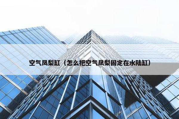 空气凤梨缸（怎么把空气凤梨固定在水陆缸）