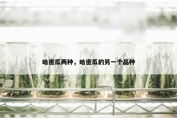 哈密瓜两种，哈密瓜的另一个品种