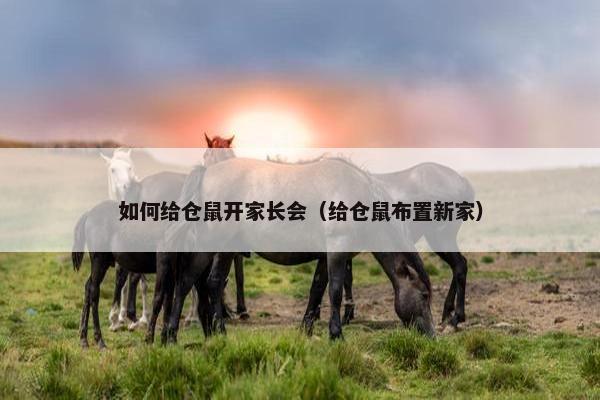 如何给仓鼠开家长会（给仓鼠布置新家）