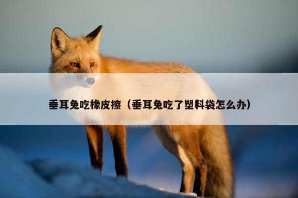 垂耳兔吃橡皮擦（垂耳兔吃了塑料袋怎么办）